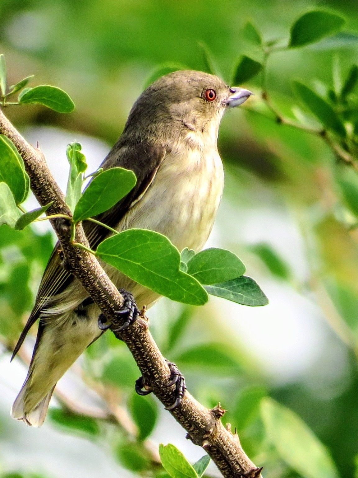 Thick-billed Flowerpecker