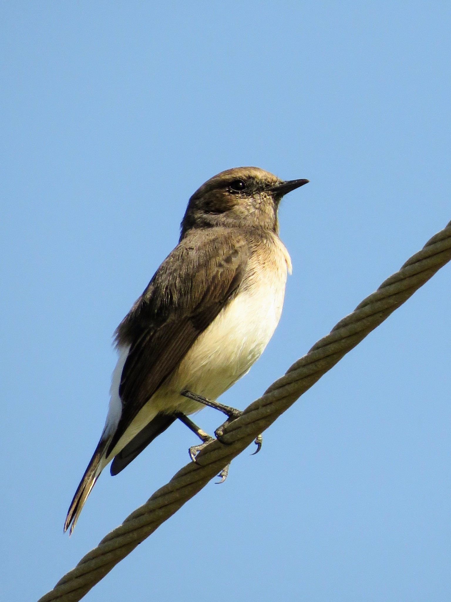 Variable Wheatear