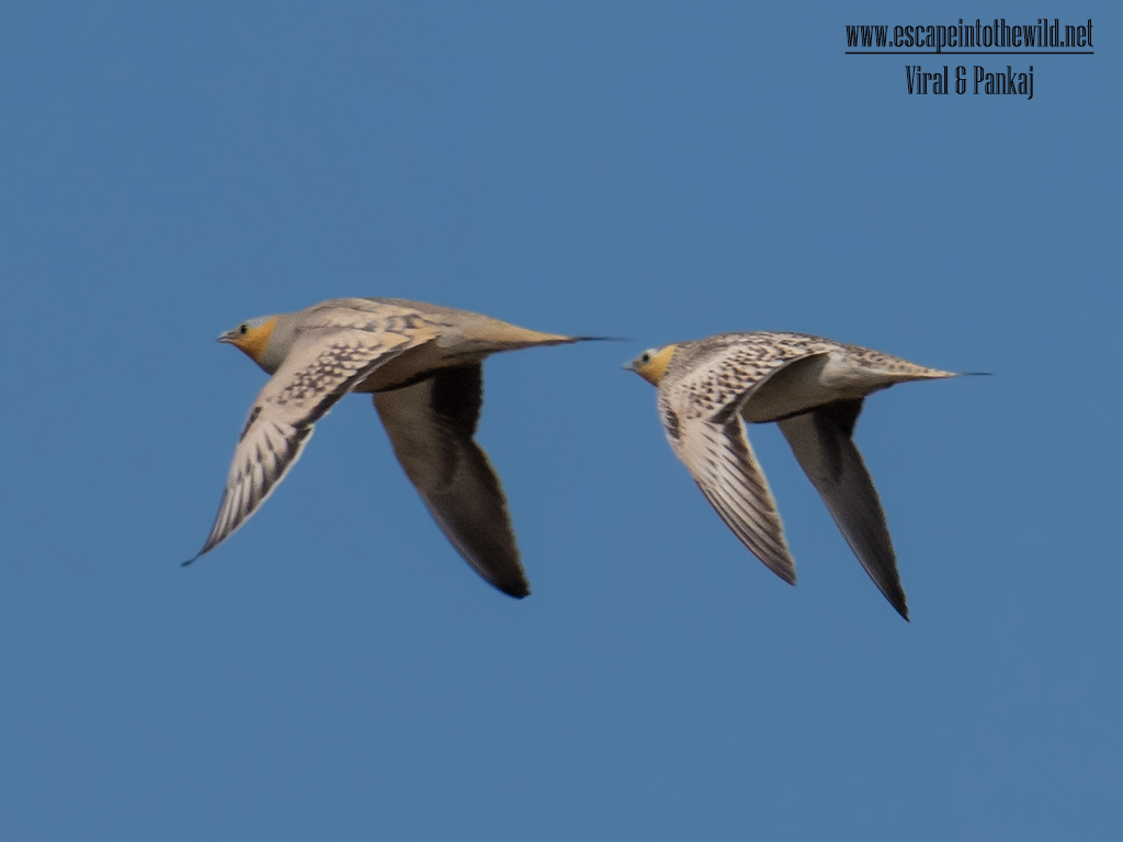Spotted Sandgrouse