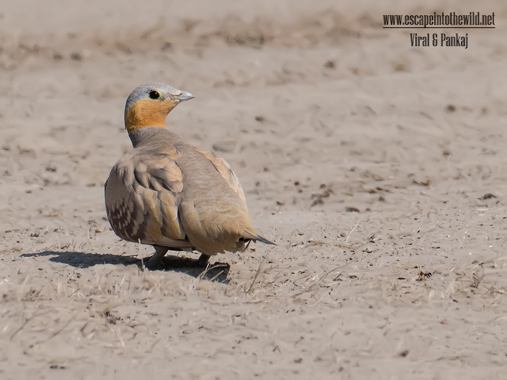 Spotted Sandgrouse