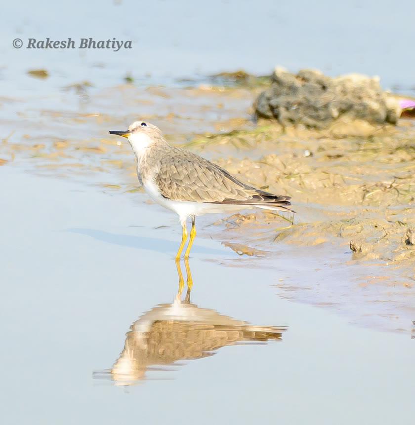 Temminck's Stint