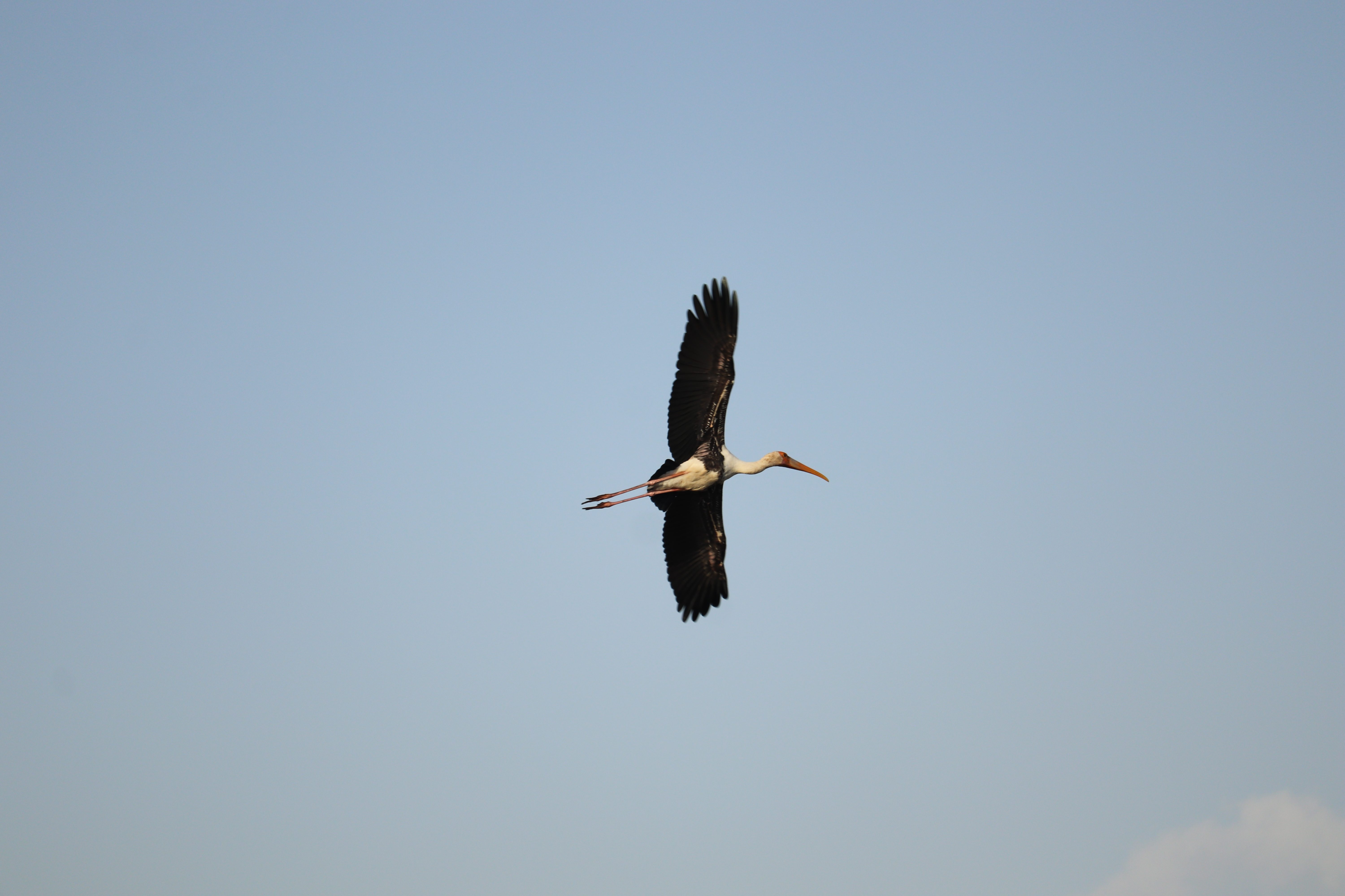 Painted Stork