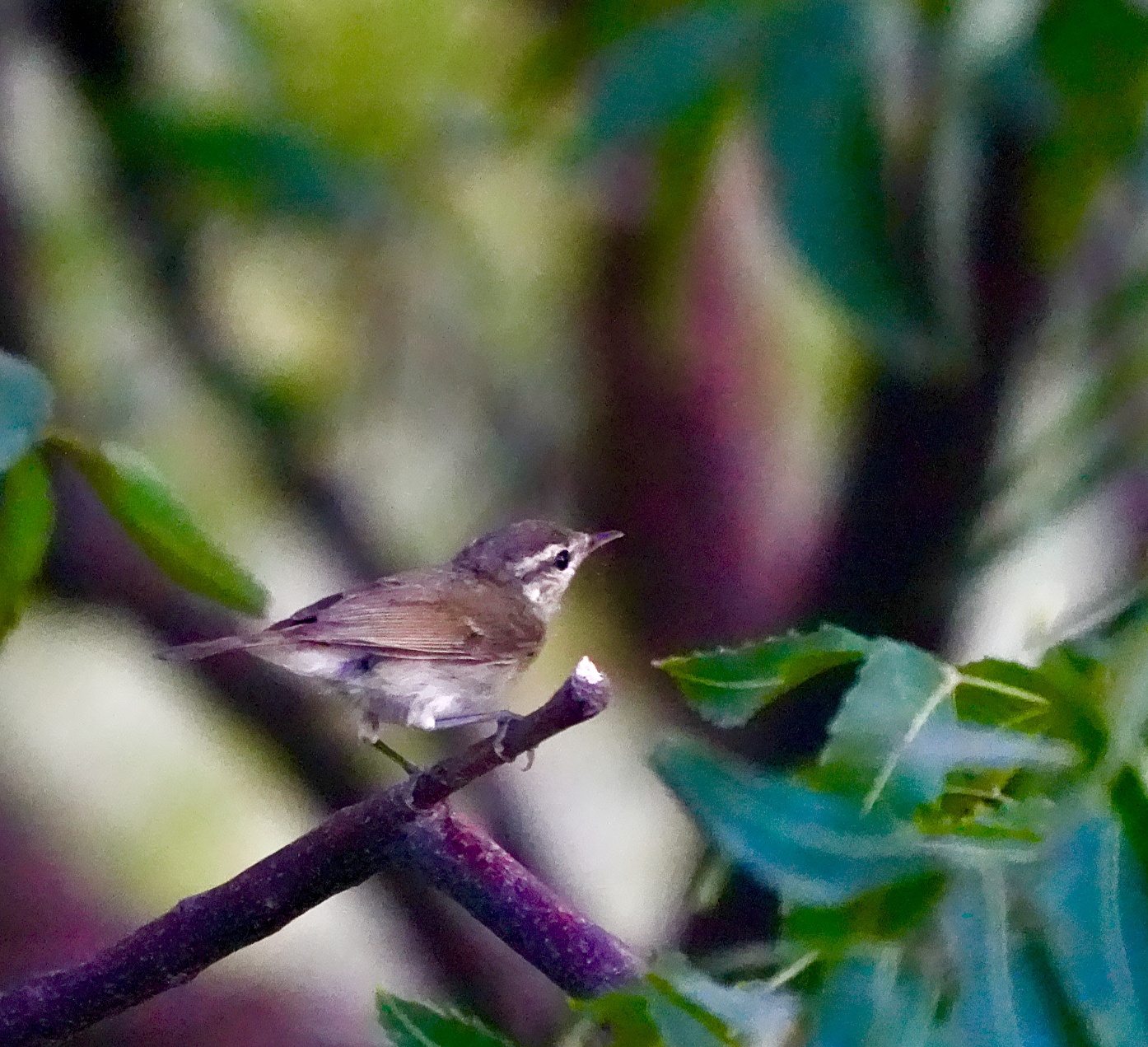 Large-billed Leaf Warbler 