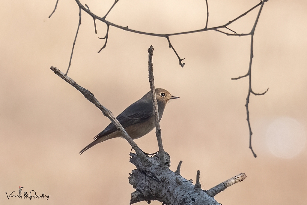 Black Redstart