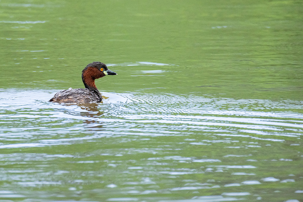 Little Grebe