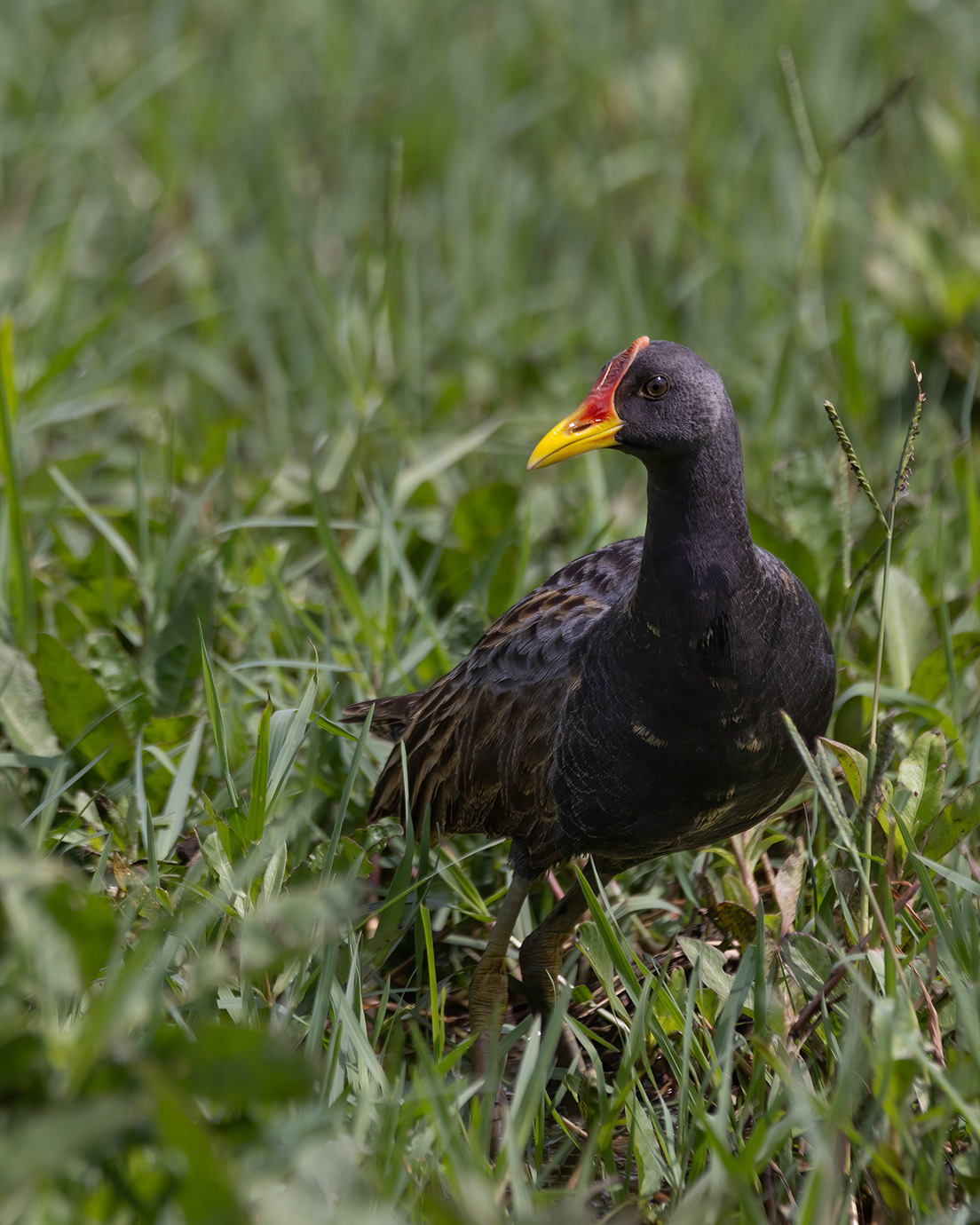 Watercock