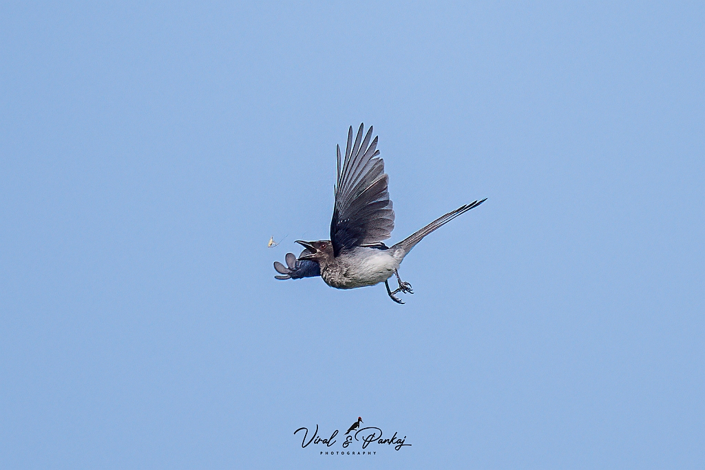 White-bellied Drongo