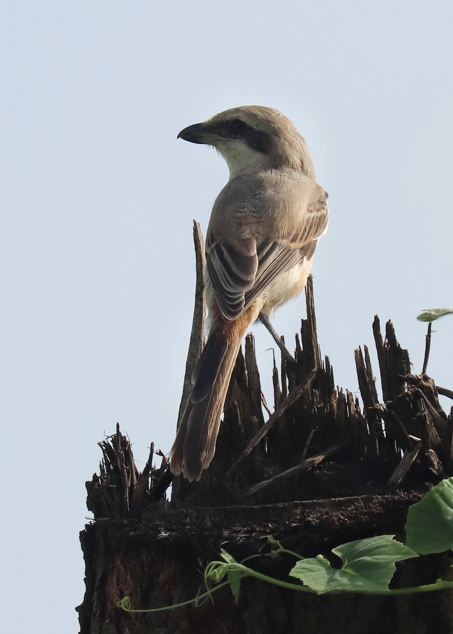 Brown Shrike