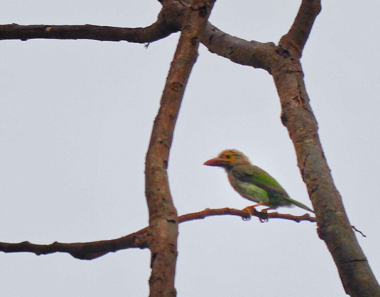 Brown-headed Barbet