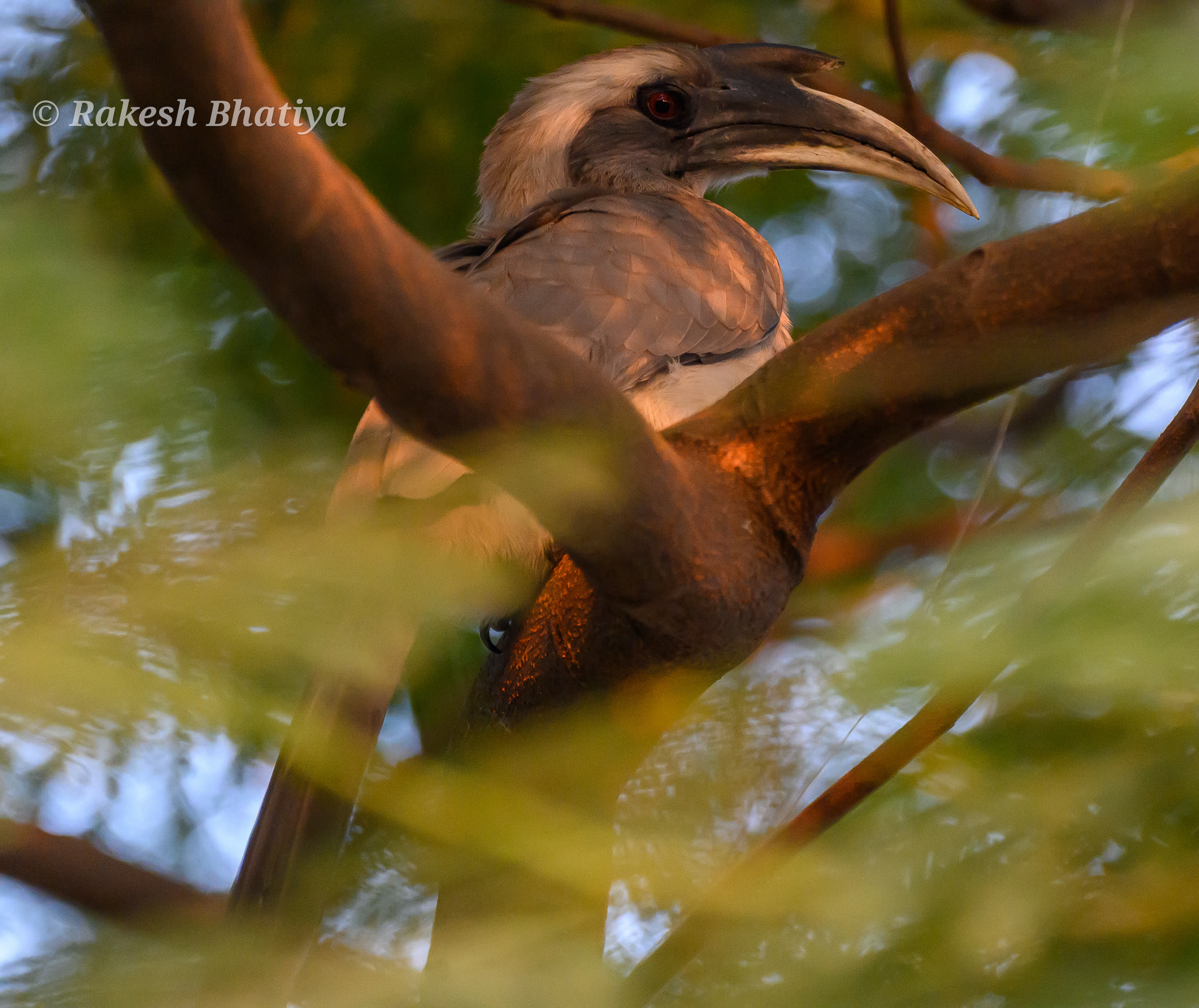 Indian Grey Hornbill