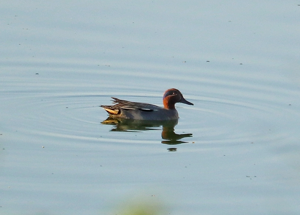 Common Teal