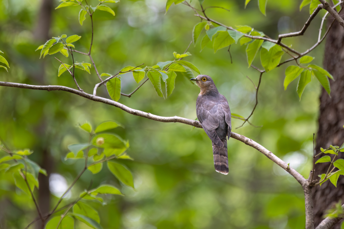 Common Hawk Cuckoo