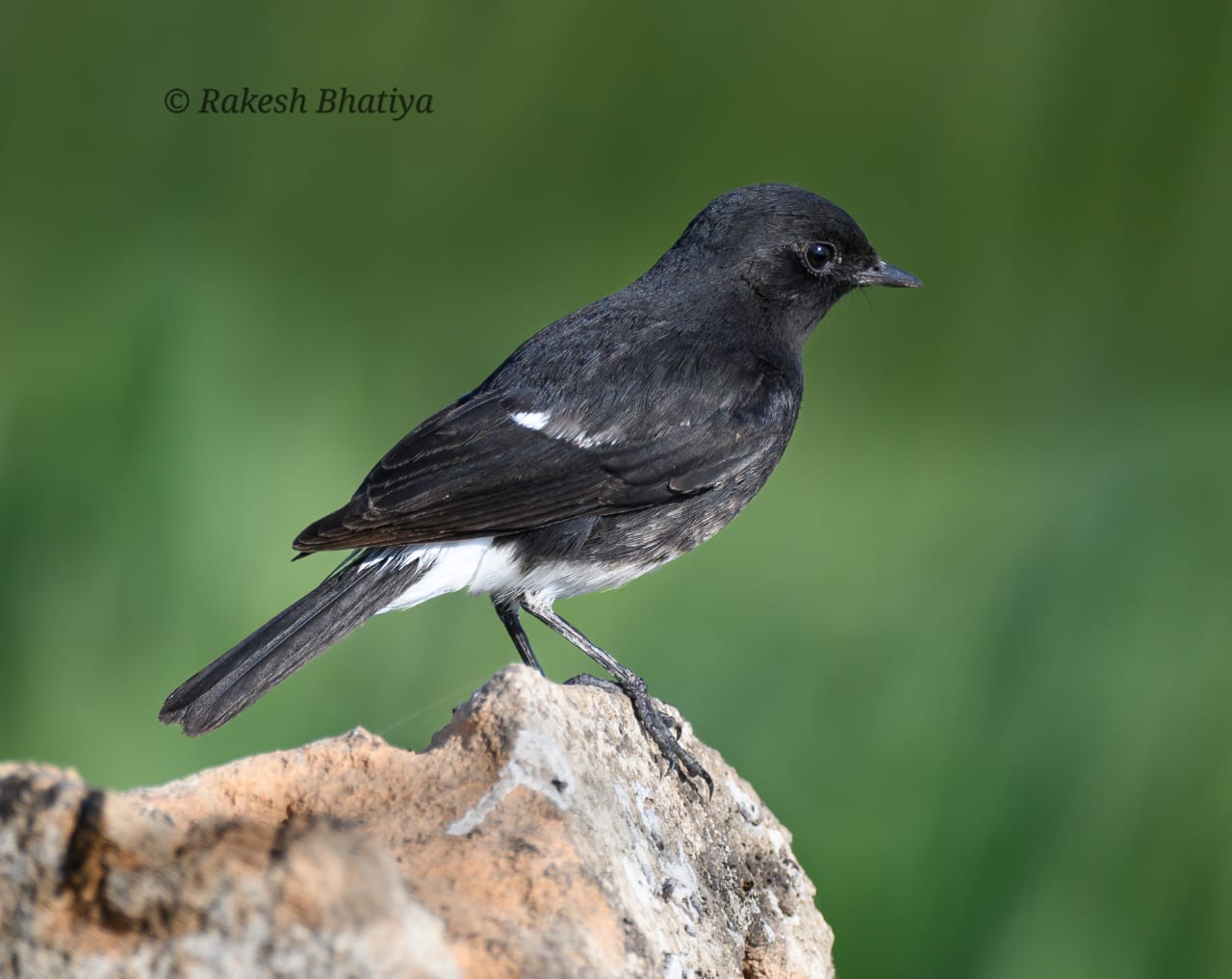Pied Bushchat