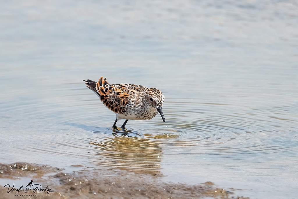 Little Stint
