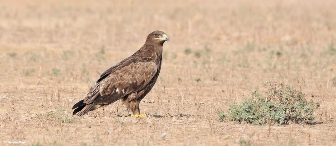 Steppe Eagle