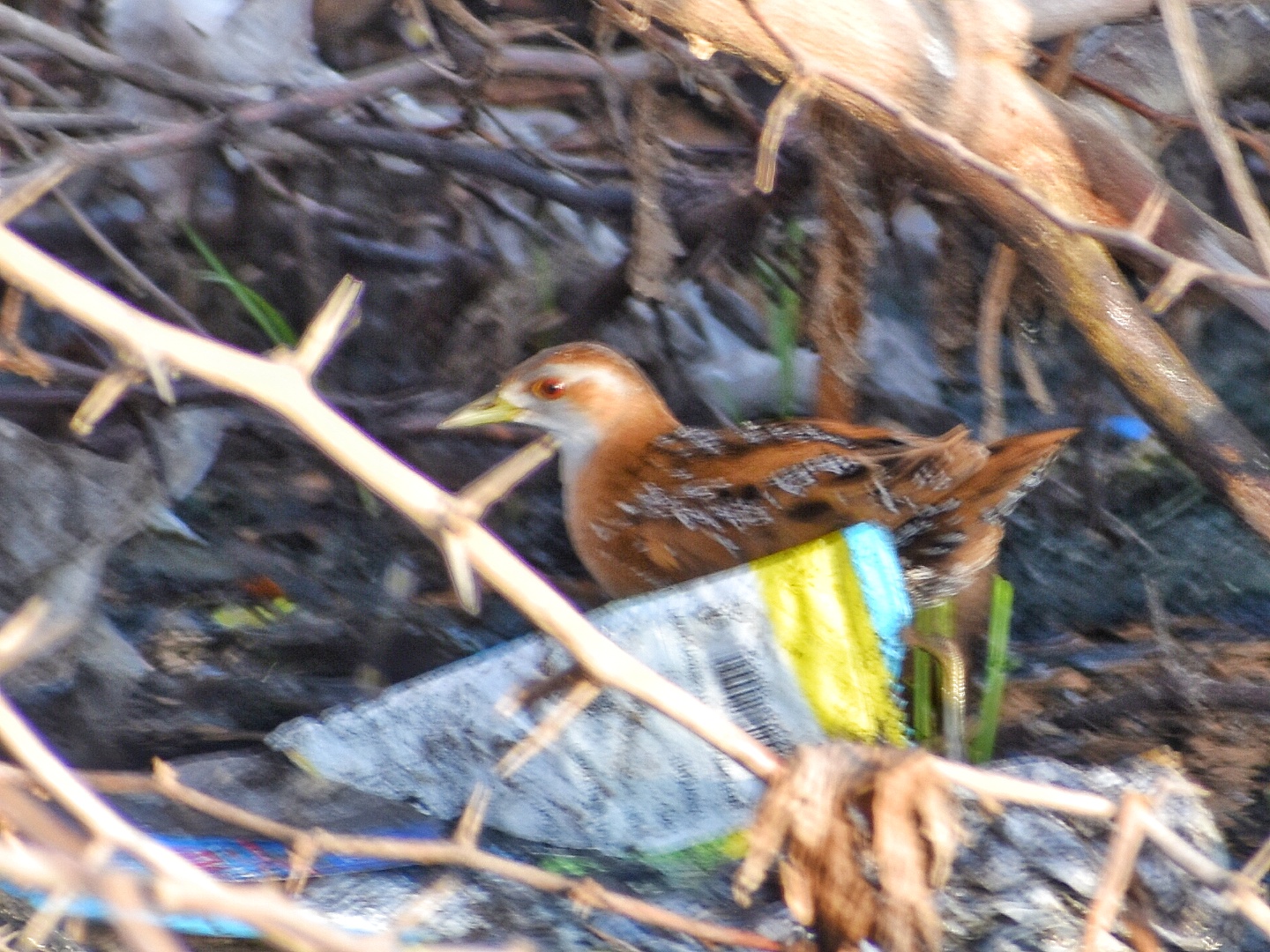 Baillon's Crake