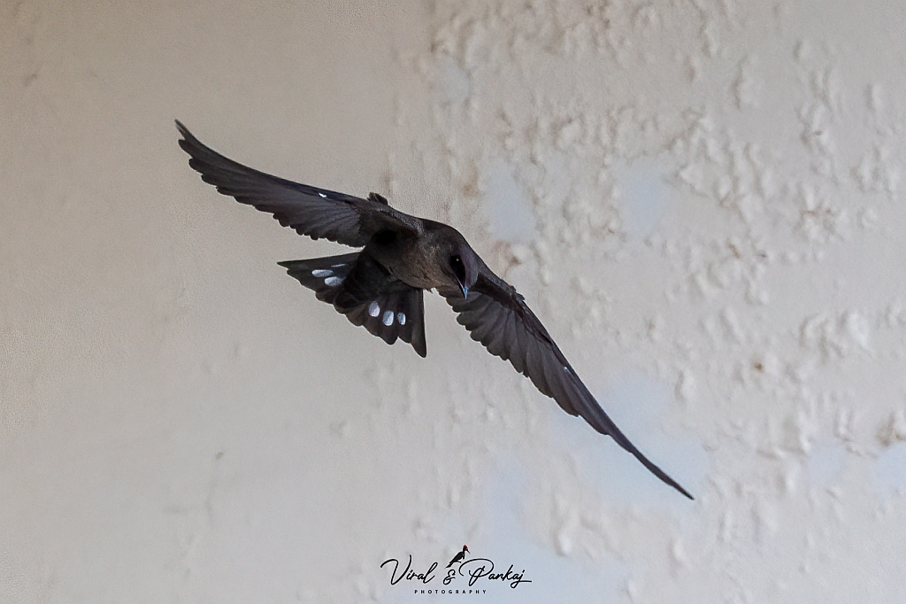 Dusky Crag Martin
