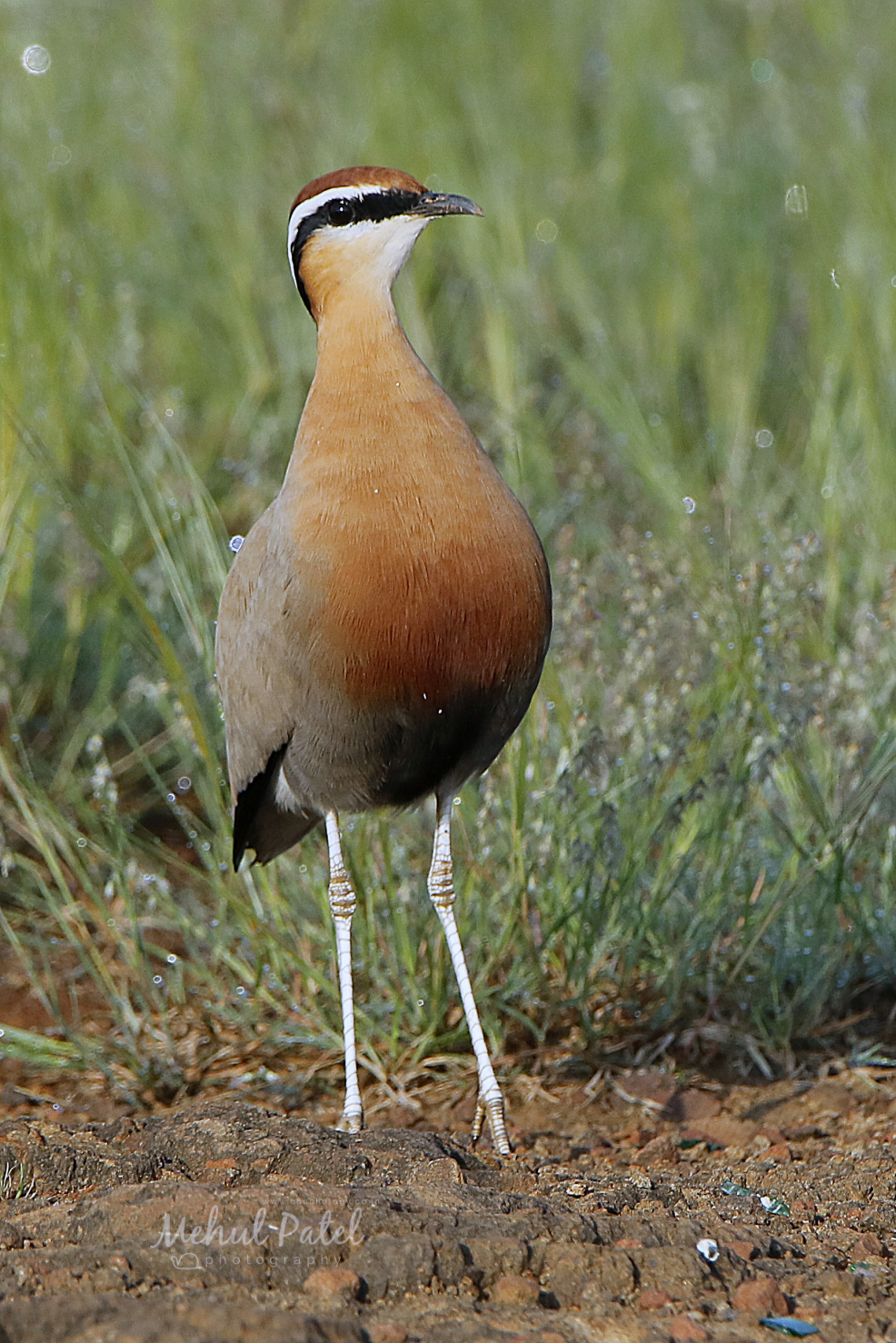 Indian Courser