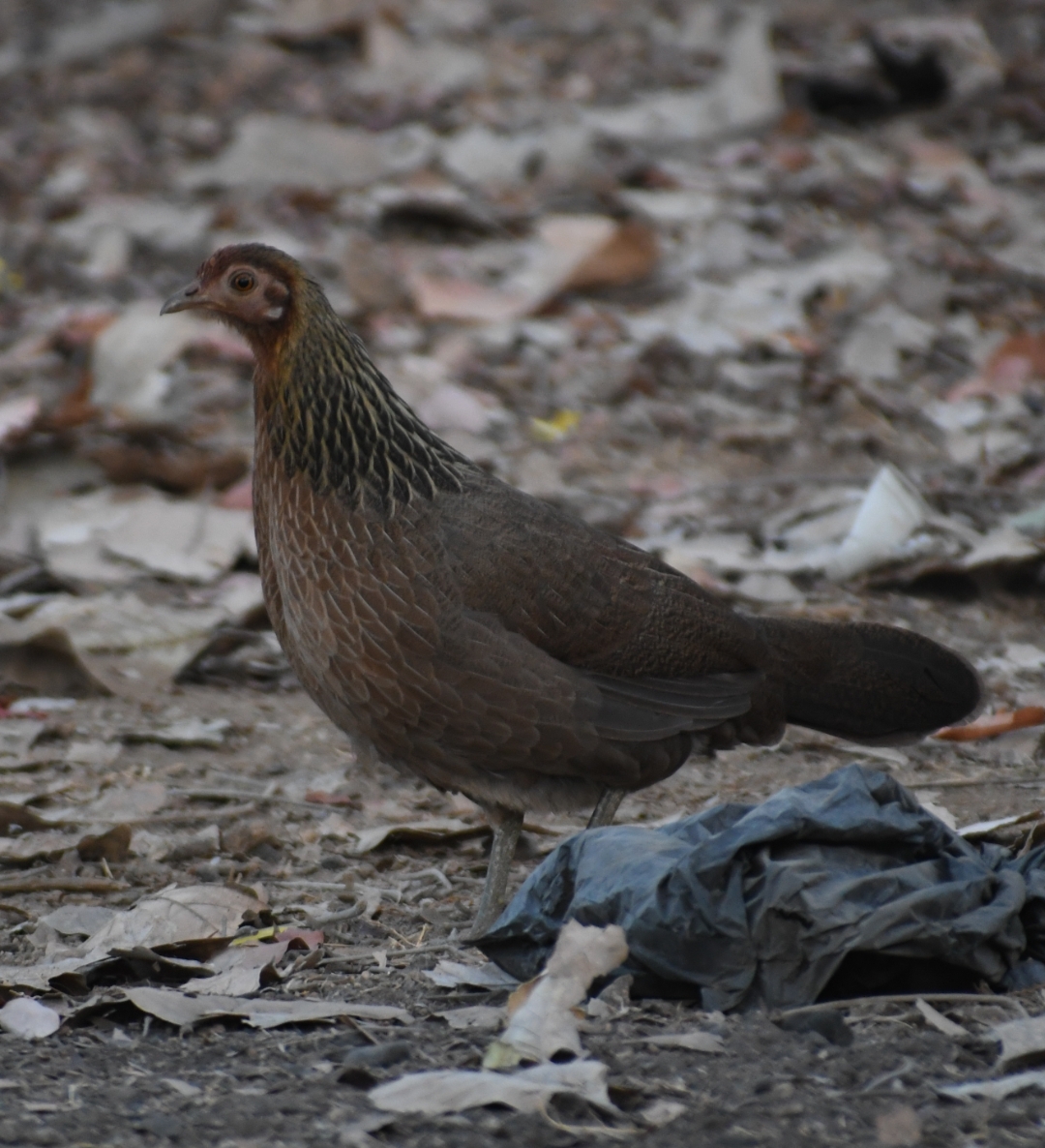 Grey Junglefowl