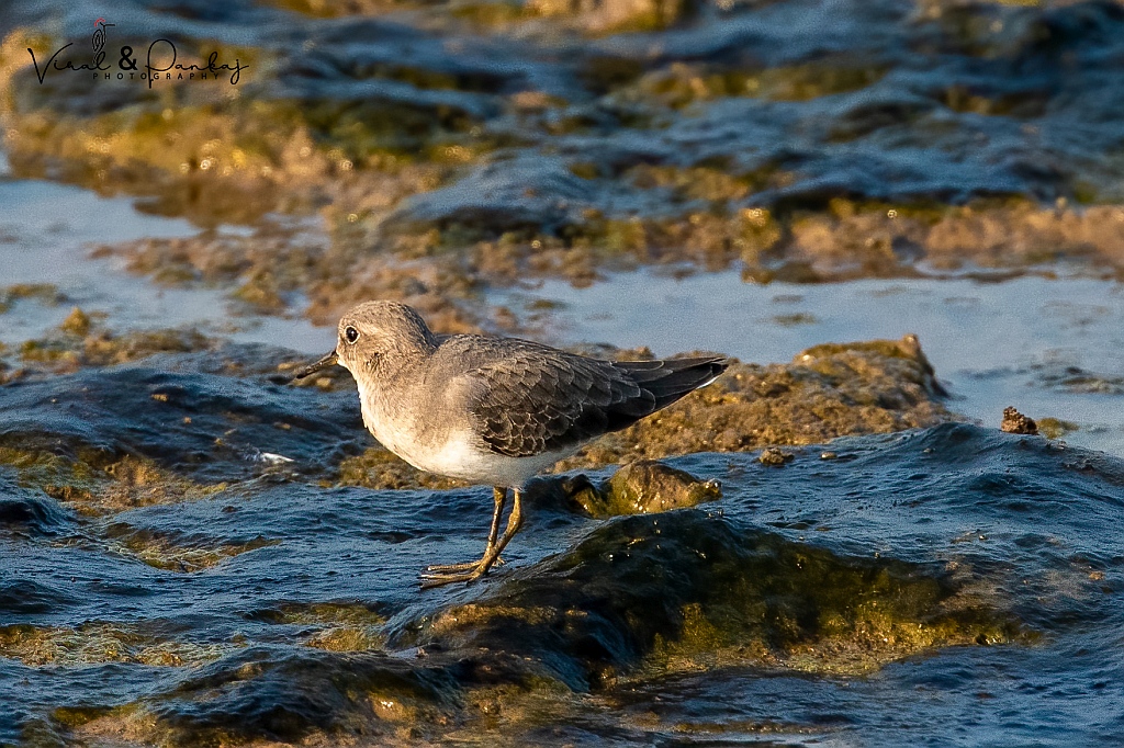 Temminck's Stint