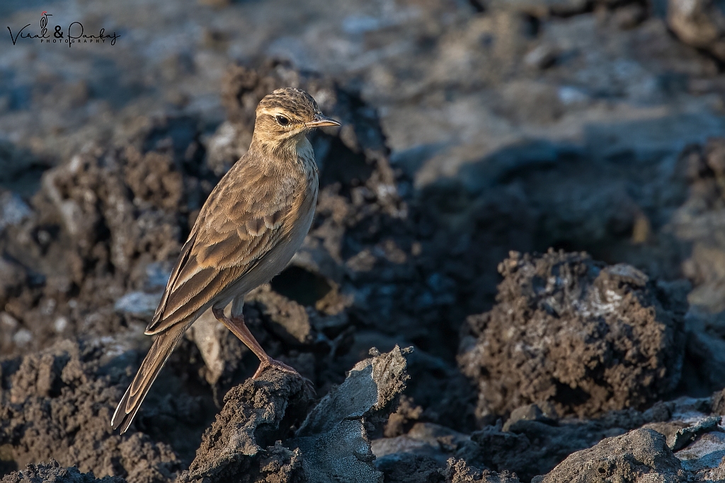Paddyfield Pipit