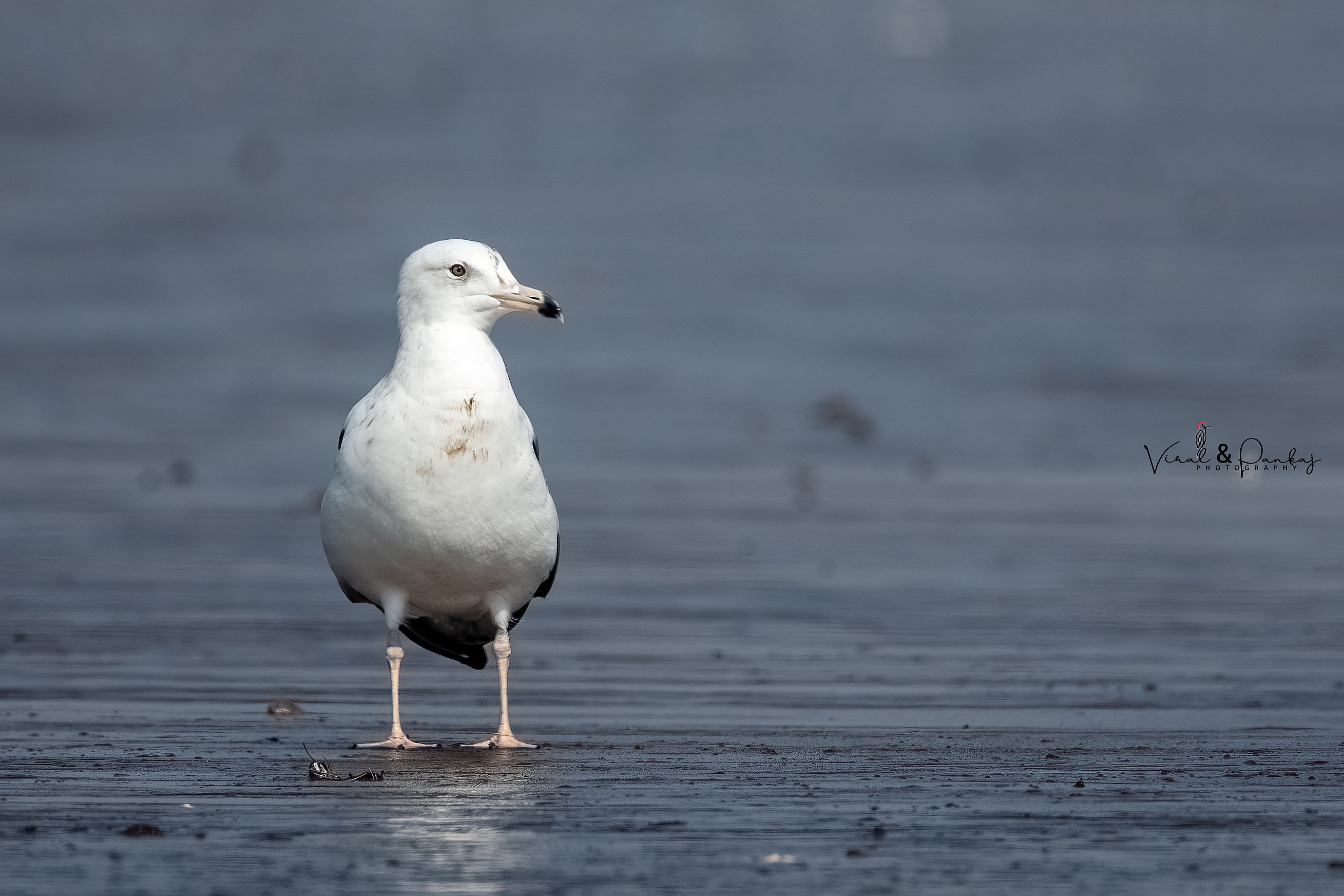 Heuglin's Gull 