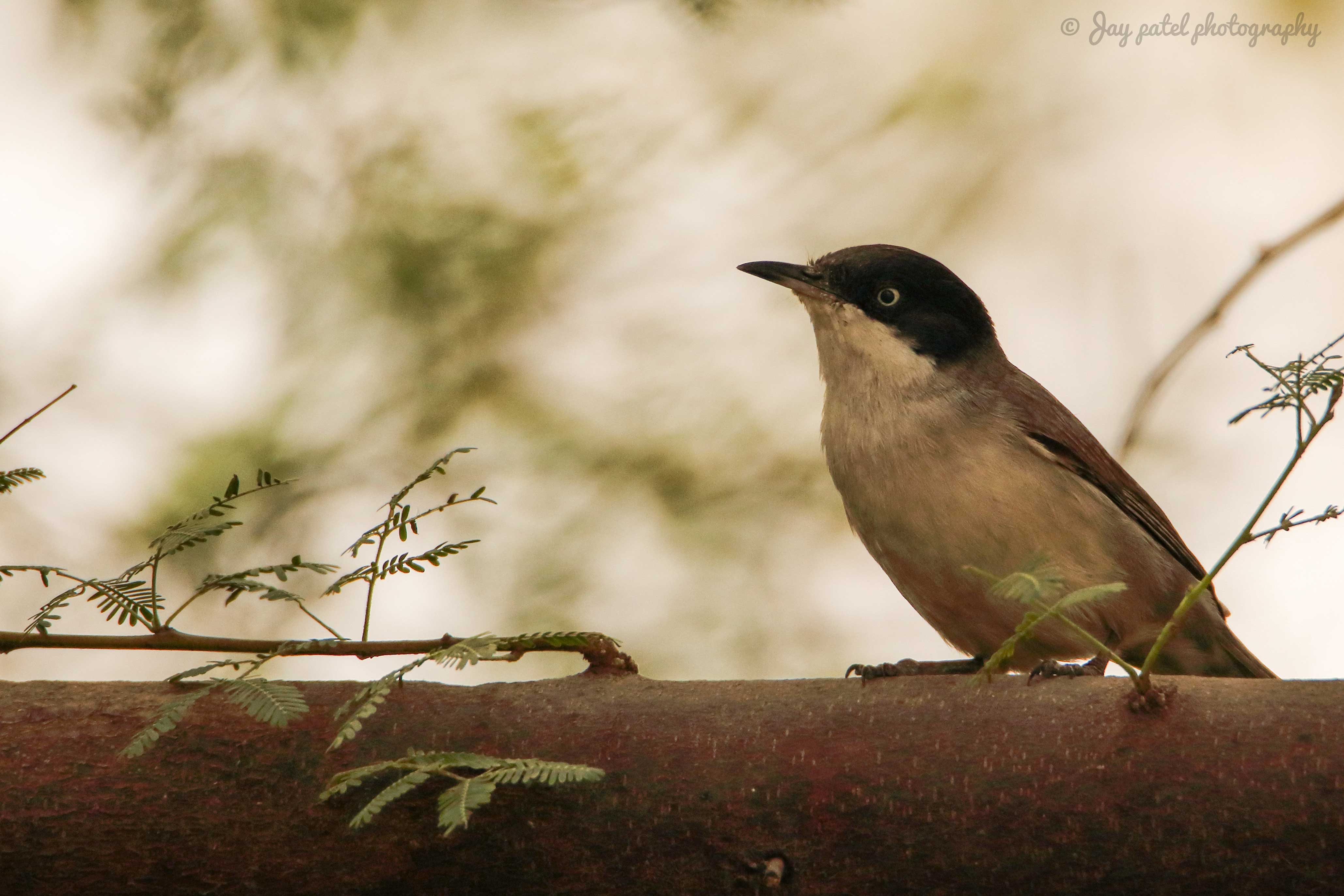 Orphean Warbler