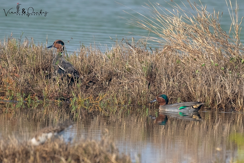 Common Teal