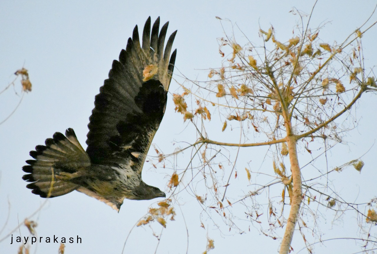 Bonelli's Eagle
