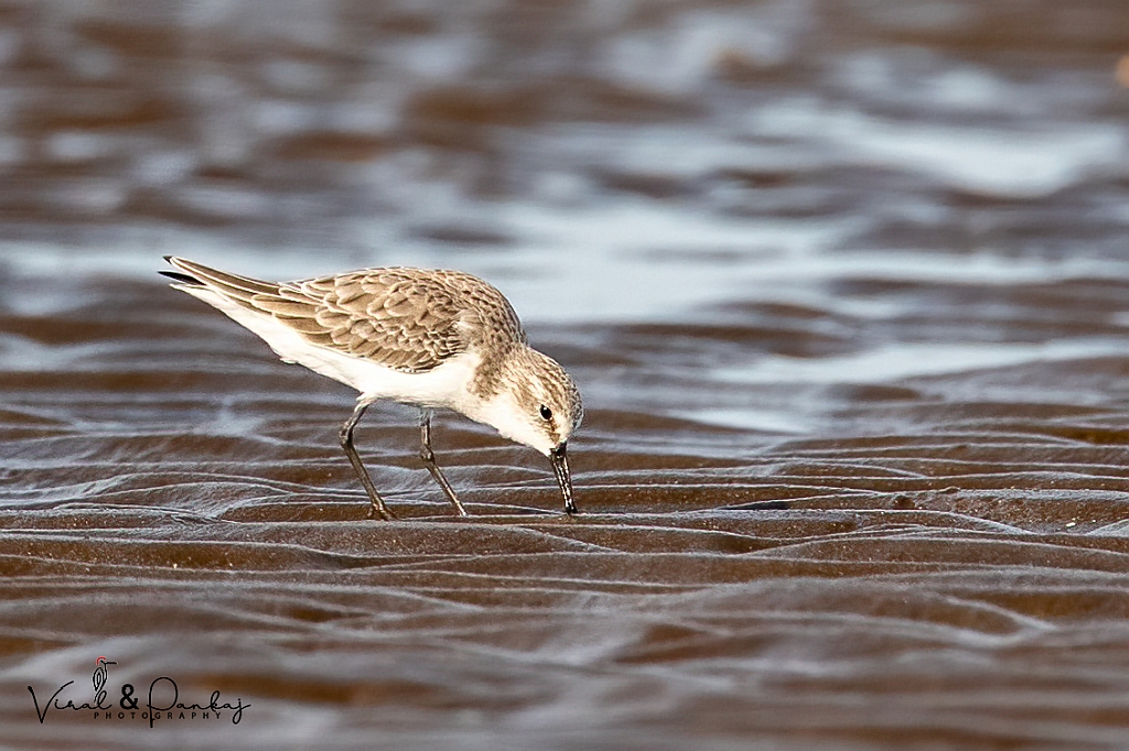 Little Stint
