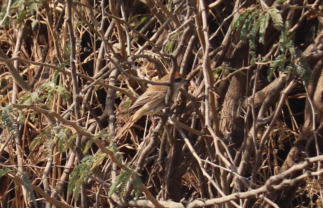 Brown Shrike