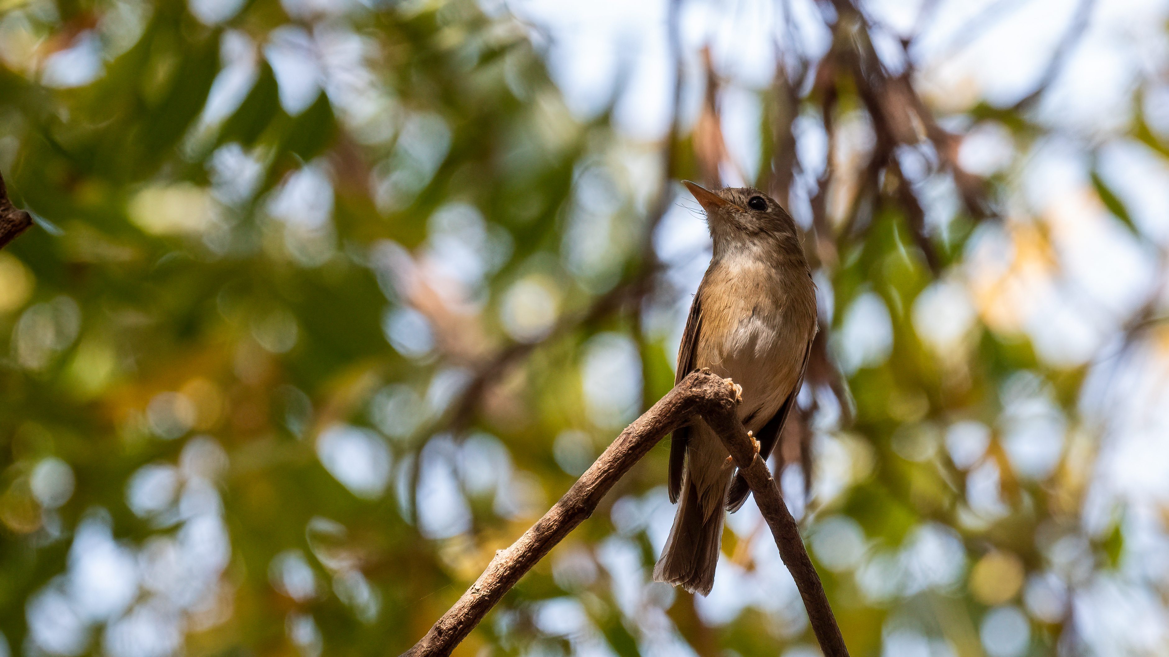 Brown-breasted Flycatcher