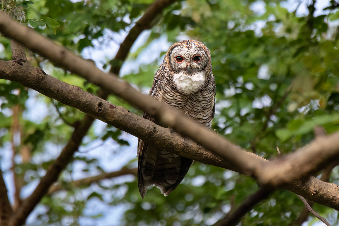 Mottled Wood Owl