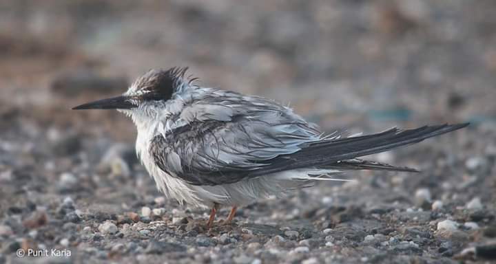 Saunders's Tern