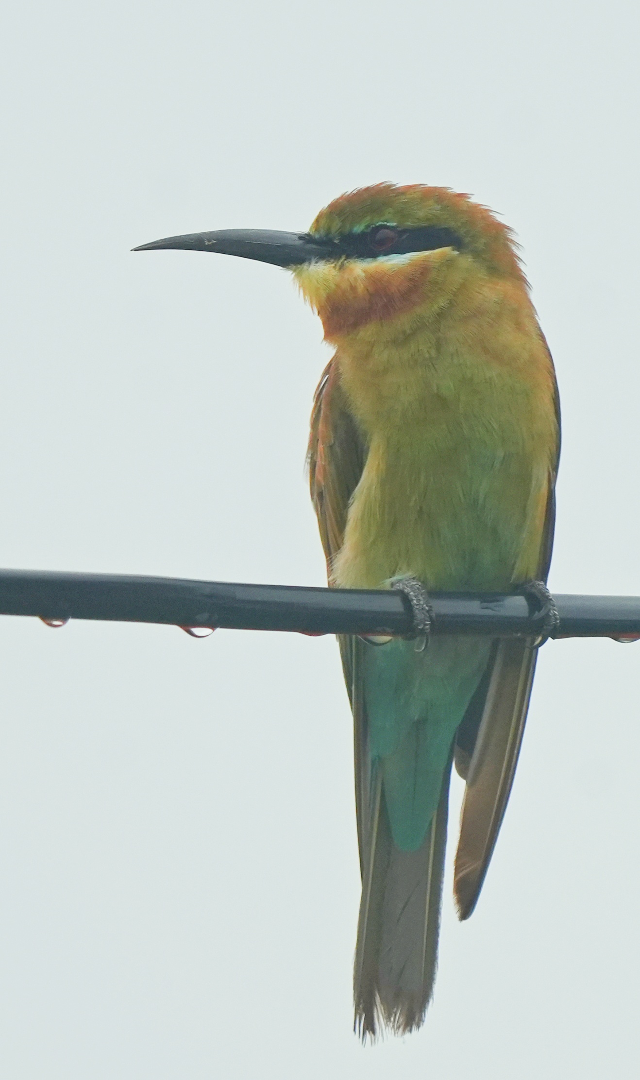 Blue-tailed Bee-eater