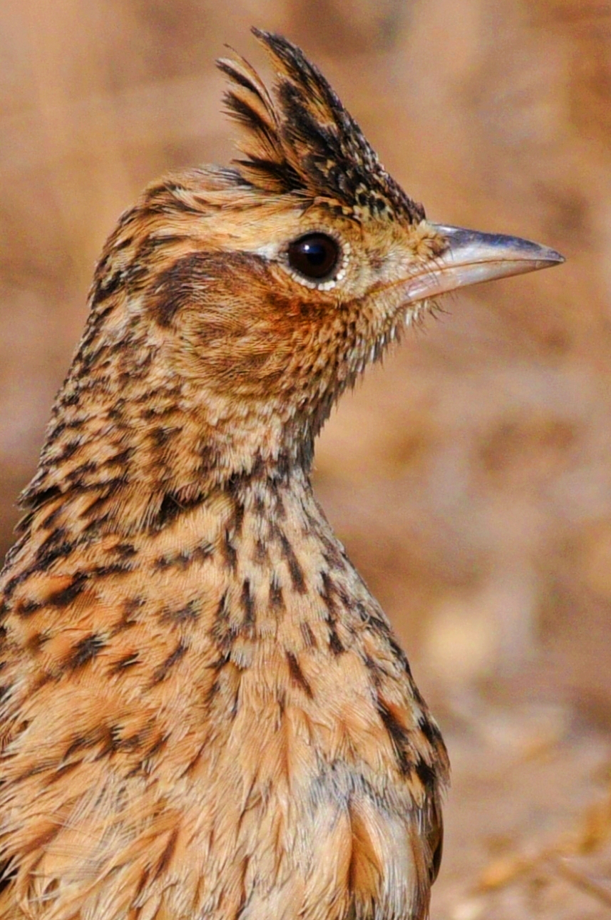 Sykes's Lark