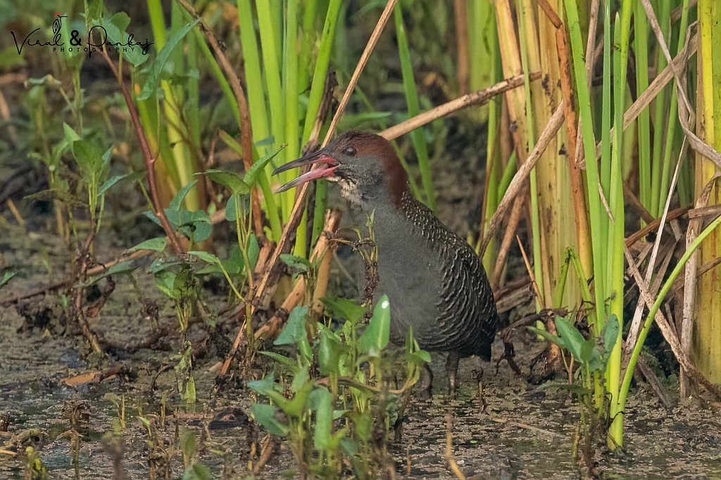 Slaty-breasted Rail