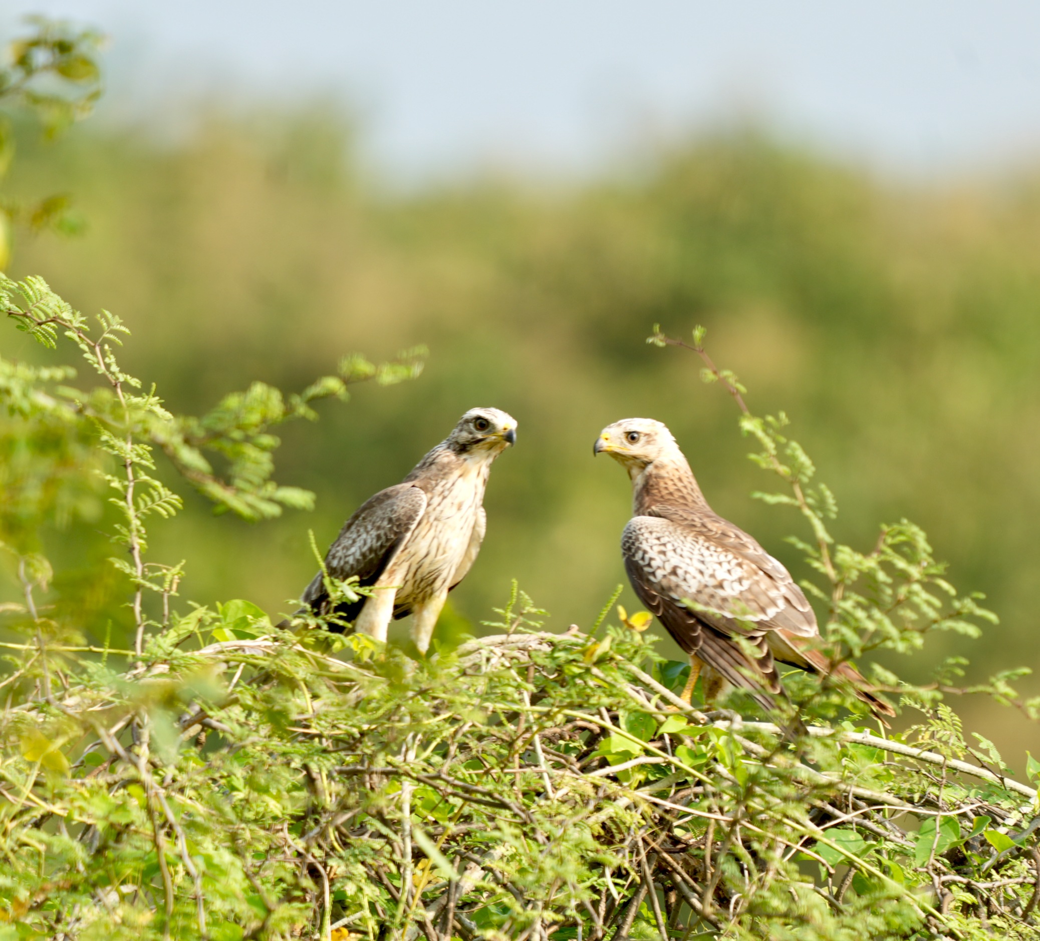 White-eyed Buzzard