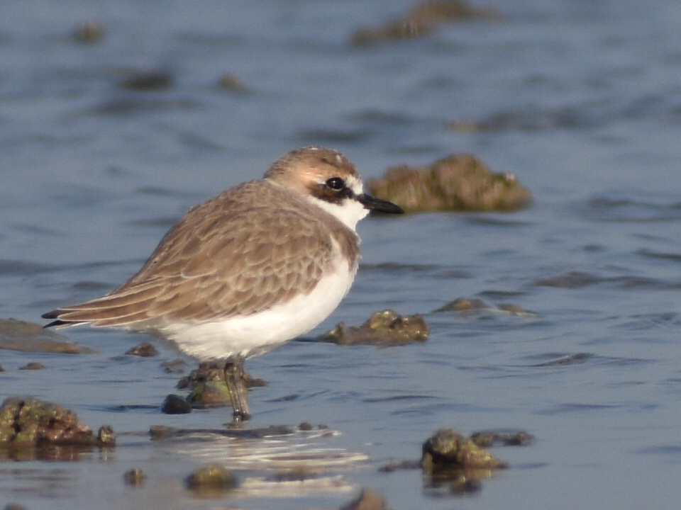 Greater Sand Plover
