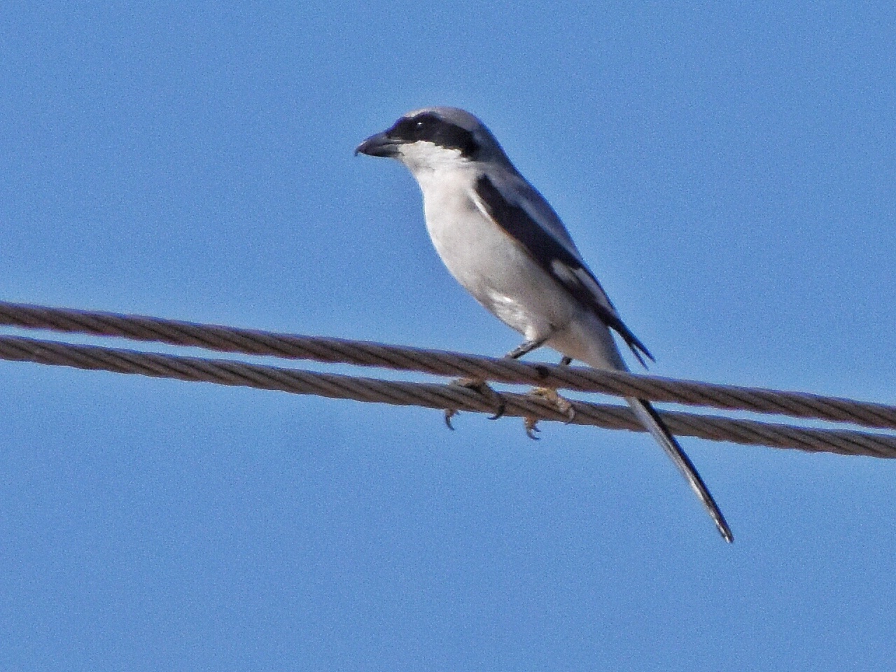 Southern Grey Shrike