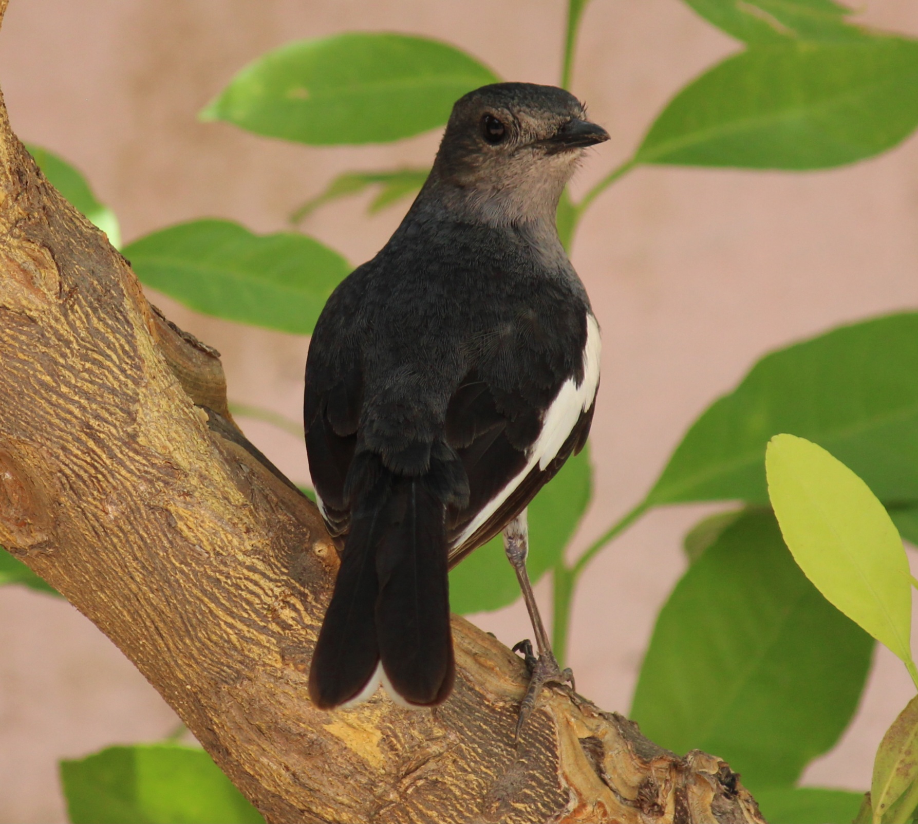 Oriental Magpie Robin
