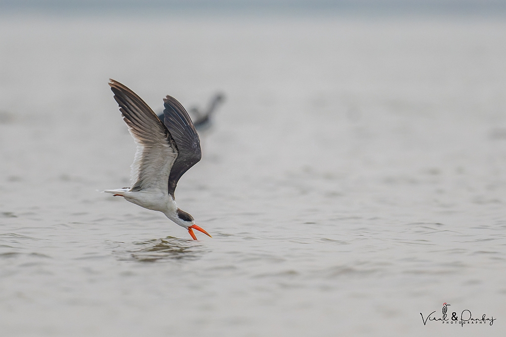 Indian Skimmer