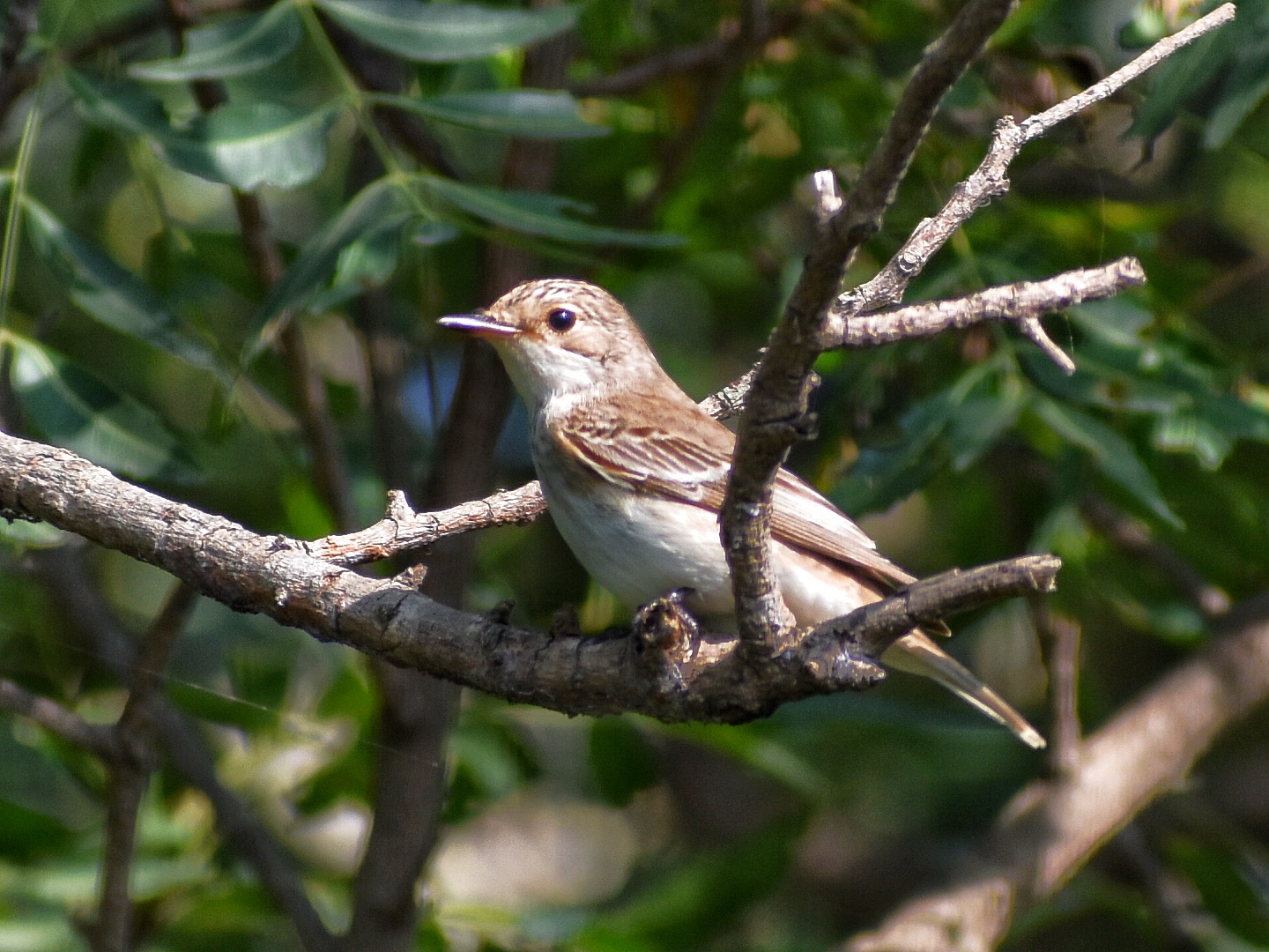 Spotted Flycatcher