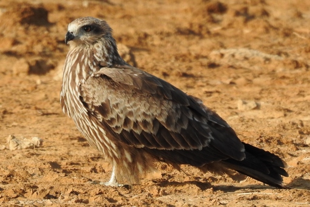 Black-eared Kite