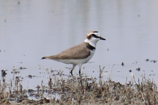 Kentish Plover