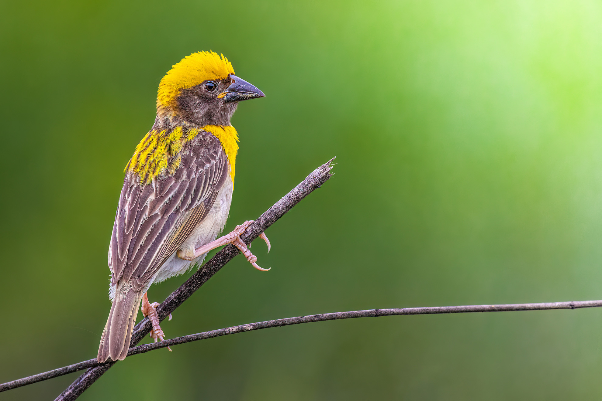 Baya Weaver