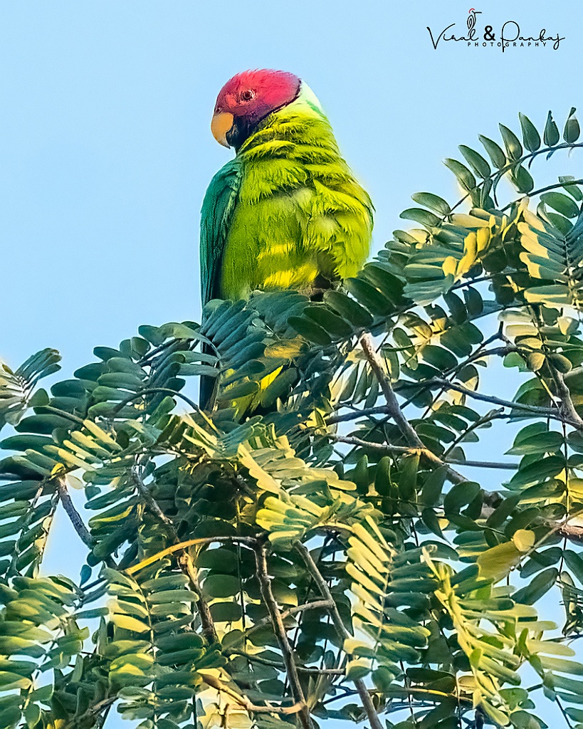 Plum-headed Parakeet