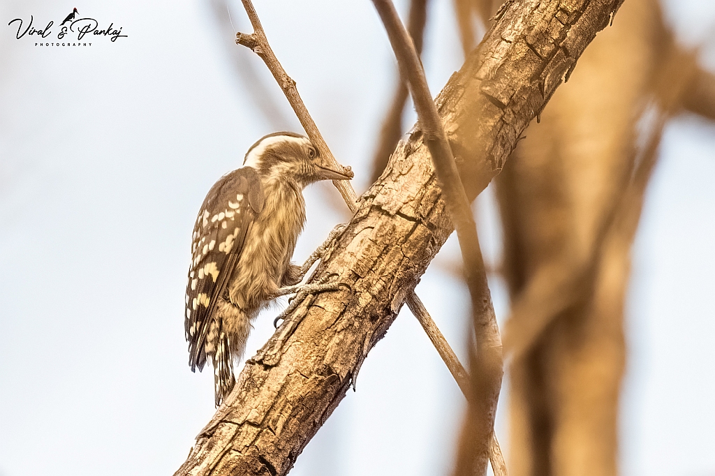 Brown-capped Pygmy Woodpecker