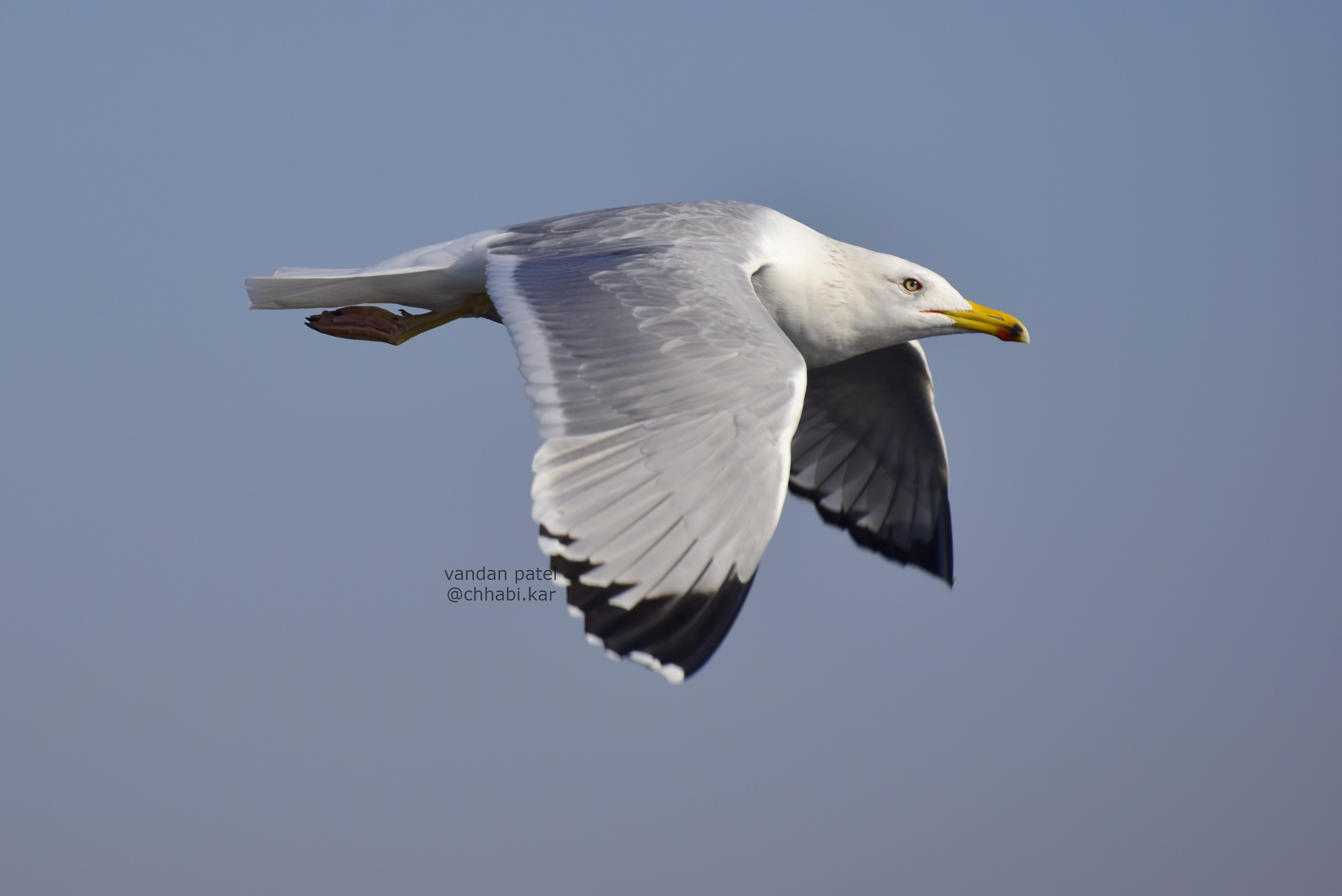 Caspian Gull