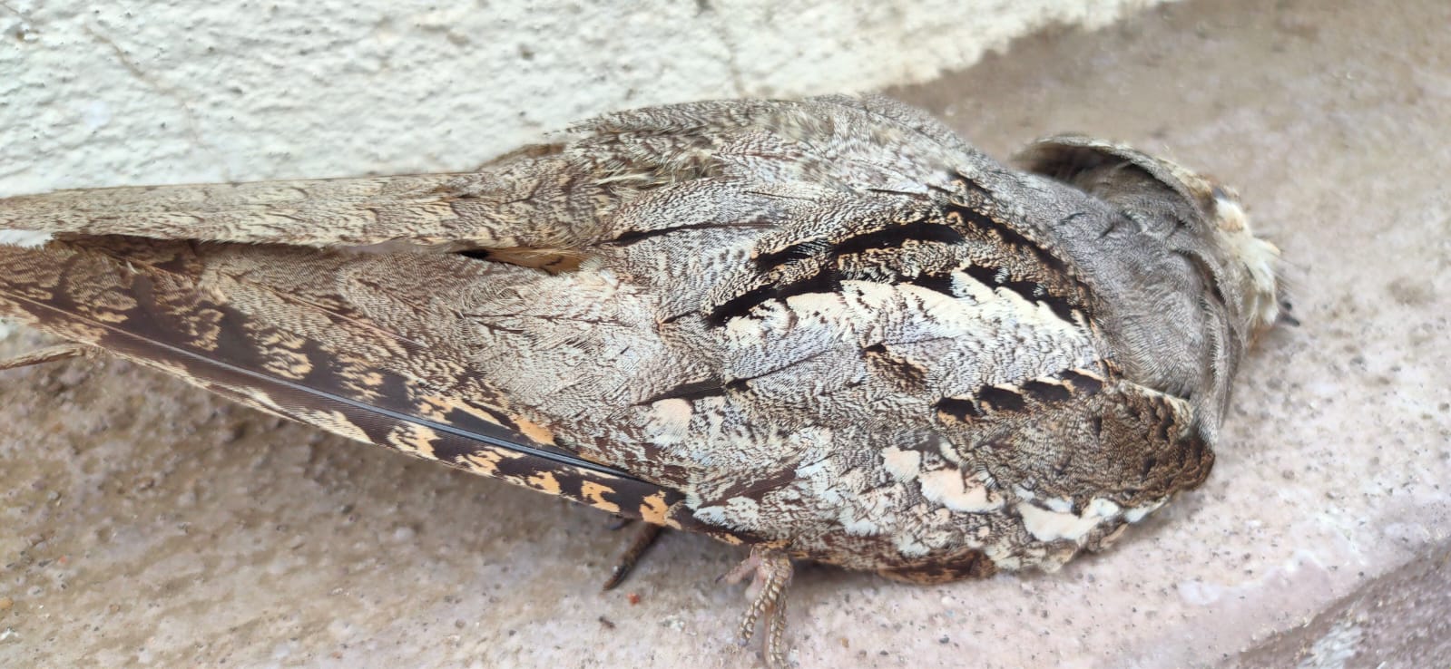 European Nightjar